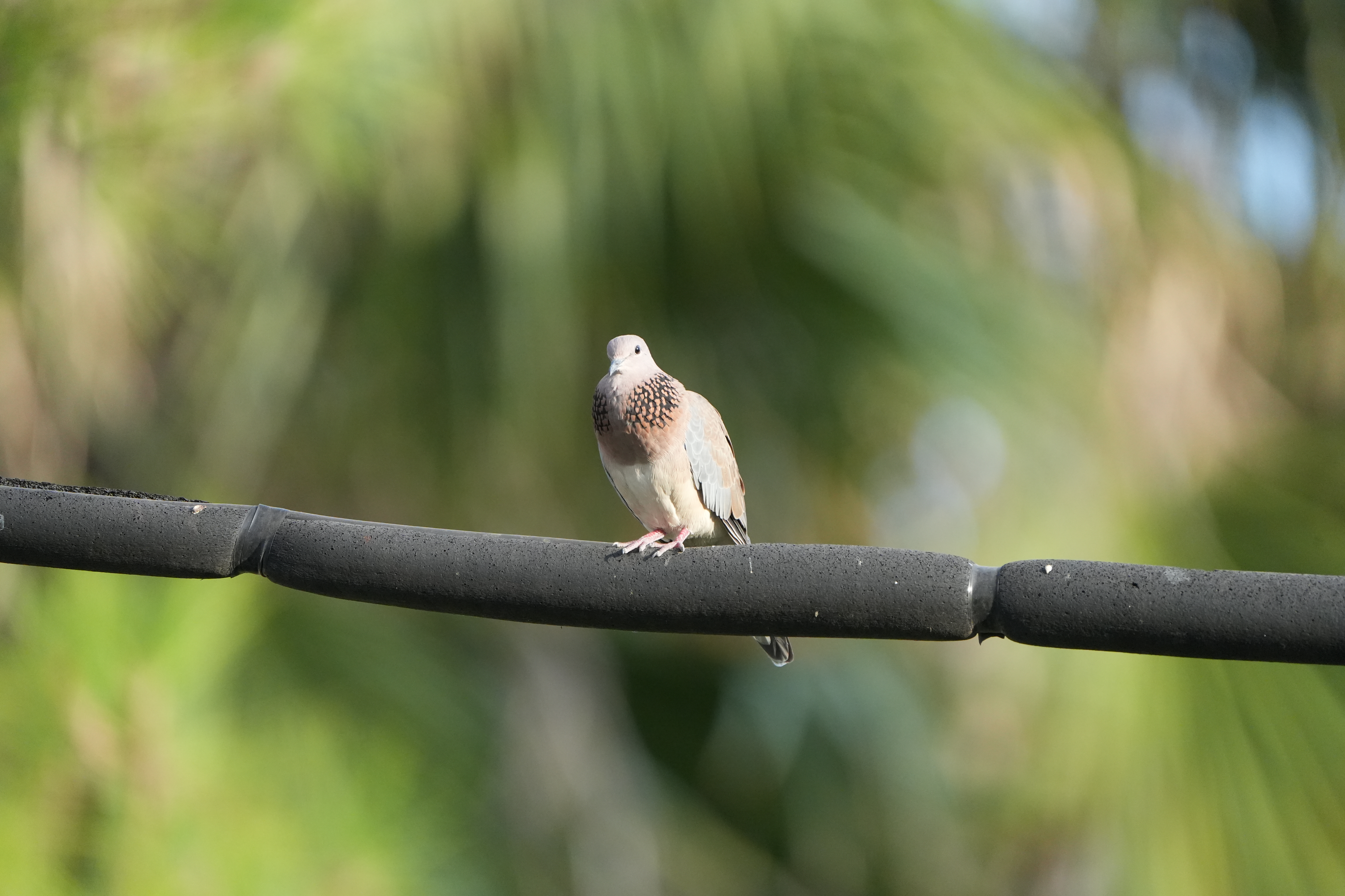 Wildlife photograph, placeholder — replace with wildlife-01.jpg